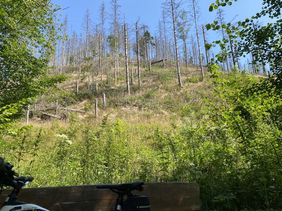 Typisches Harzbild. Viel totes Holz.