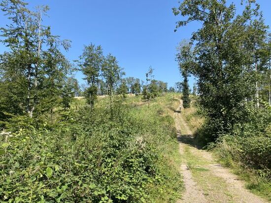 Sieht auf dem Foto nicht so steil aus. 16% Steigung auf teilweise sehr losem, groben Schotter. Da ist die maximale Unterstützung vom Motor Segen und Fluch zugleich.
Bei dem Untergrund dreht das Hinterrad immer wieder leicht durch und der Vortrieb wird kurz unterbrochen. Mit weniger Unterstützung bräuchte man schon sehr viel Kraft und Kondition. So ehrgeizig sind wir aber nicht.
Anhalten und wieder losfahren ist eine Herausforderung. Haben wir mal nicht ausprobiert. 
Steffi hat das Stück mit Bravur gemeistert. Zumal sie mit ihrem „Hardtail“ noch weiter im Nachteil ist.
Ich bin so stolz auf dich, mein Schatz. Du nimmst diese Herausforderungen immer wieder an und lässt dich auch von Rückschlägen nicht entmutigen  