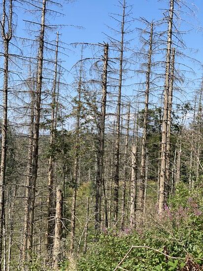 Nur schlecht auf dem Bild zu erkennen (da kein ausreichender Zoom im Handy), ein Vogelbeerenbaum nutzt die freie Fläche und das viele Licht zwischen den toten Bäumen.