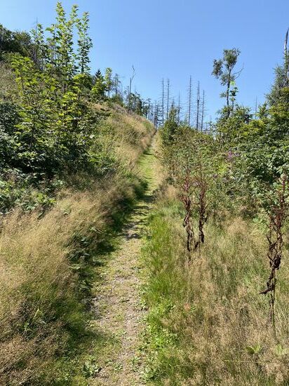 Der Trail zum Gipfel. Wieder 16%. Einfach nur schön. 
Steffi hat lieber den längeren Weg drumherum genommen.