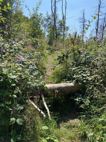 Upps. Dann halt mal kurz das Rad über den Baumstamm heben.