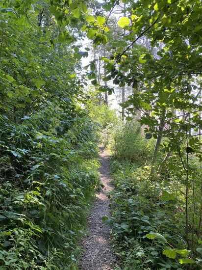 Der Bewuchs mit Brennnesseln und Dornensträucher wird immer enger. Da ist noch viel Platz im Gegensatz zum weiteren Verlauf nach der Kurve.