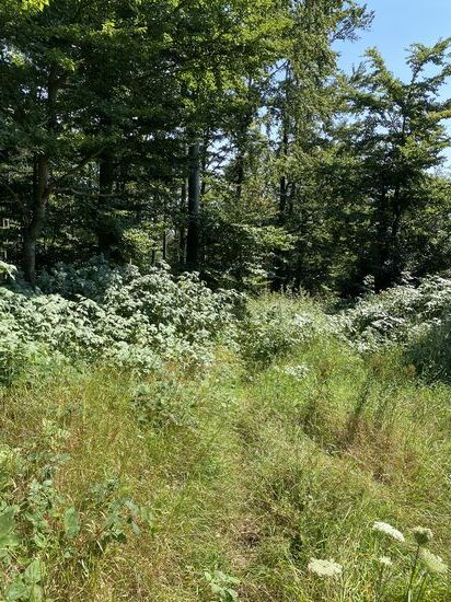 … der Weg geht dort tatsächlich weiter. Nur die Dornenbüsche sind nicht sehr einladend. Und da es danach ziemlich steil im dichten Geäst heruntergeht, haben wir uns für die (unbeliebte) Lösung „Umkehren“ entschieden. 
Ist ja der erste Tag. Um sich blutige Waden zu holen ist noch viel Zeit.
