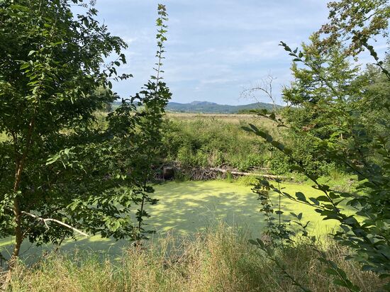 Wir sind an vielen Tümpeln und Seen vorbeigekommen. 
Dieser Tümpel ist auf der rechten Seite des Weges.