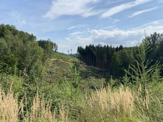 Nur ganz vereinzelt sieht man tote oder absterbende Nadelbäume.