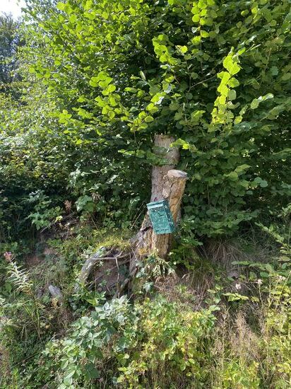 Weit und Breit kein Haus. Ein Briefkasten ohne Namen, mitten im Wald an einer Schotterstrasse.