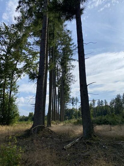 Ein sehr seltener Anblick auf der Thüringer Seite. Eine künstlich angelegte Baumreihe.