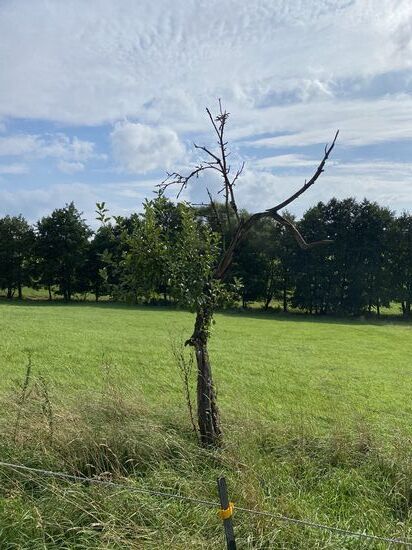 Die Überlebenskraft der Natur ist beeindruckend. Mitten aus dem toten Baum sprießt ein neuer Ast.
