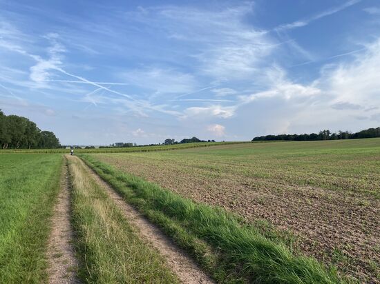 Am Ende des Weges Ist ein riesiges Sonnenblumenfeld