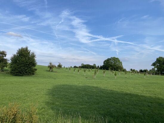 Eine seltene Anpflanzung in „Reih und Glied“.