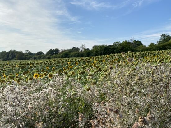 Wieder ein riesiges Sonnenblumenfeld. Und alle sind schön zur untergehenden Sonne ausgerichtet.