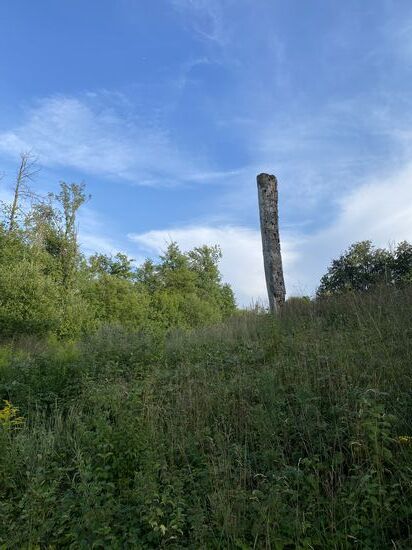 In diesem toten Baum haben sich Vögel einige Höhlen gebaut. Leider im Bild kaum zu sehen (weil wieder kein optischer Zoom vorhanden).
