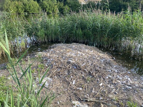 Hier scheinen sich die Kraniche öfters aufzuhalten. Die vielen Federn deuten darauf hin.