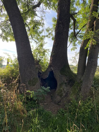 Wenn jemand der geneigten Leser mir erklären könnte, wie diese Baumkonstellation zustande gekommen ist, wäre ich sehr glücklich.
War das früher ein Baum der sich mal getrennt hat (oder wurde) oder sind da zwei Bäume zusammengewachsen? Und wie entsteht dann dieser große Hohlraum?