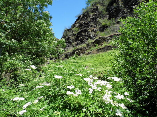 Das Dortebachtal bei Klotten