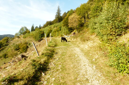 Bei der Ferme Auberge Gustiberg. Die Kuhherden bewegen sich hier frei im Gelände.