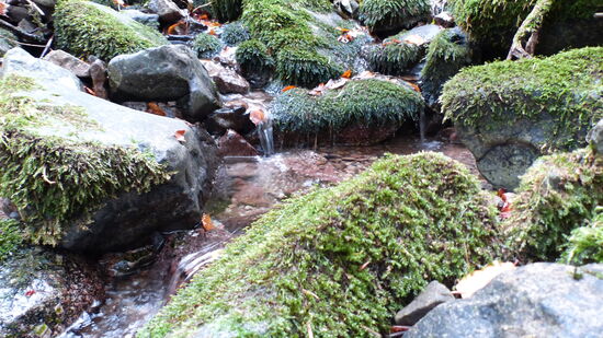 Bachlauf im Quellgebiet der Moselle am Col de Bussang