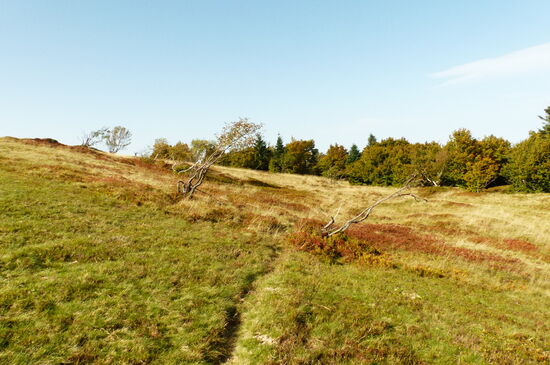 Auf dem Gipfelplateau des Ballon d`Alsace; des Elsässer Belchen