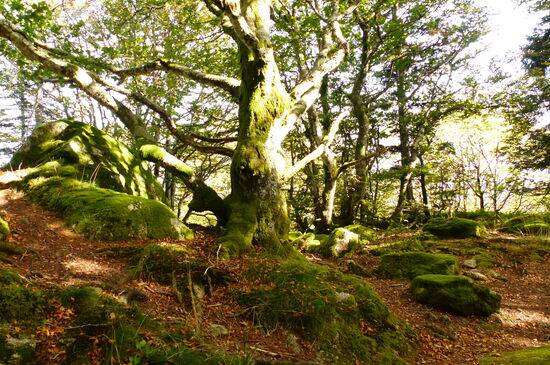 Licht- und Schattenspiel im Wald am Hang des Ballon d`Alsace