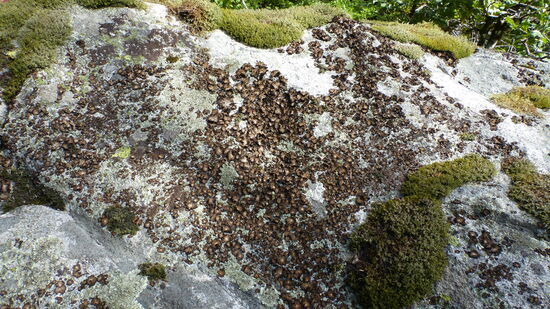 Versteckt im Wald: Flechten und Moose auf dem Roche des Chênes bei Le Ménil
