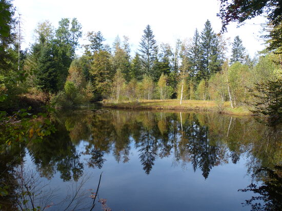 Einer der vielen Teiche (frz.: les étangs) oberhalb des Moseltals zwischen Le Thillot und Ramonchamp