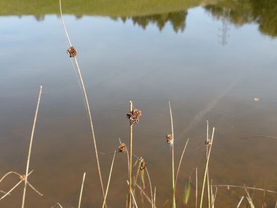 Binsen am Ufer eines Teiches