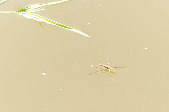 Lebensraum der Wasserläufer: Das seichte Uferwasser. Während ich entspannt hier rumliege, schaue ich ihnen zu.