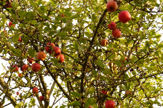 Apfelbäume bei Merschweiller am Dreiländereck