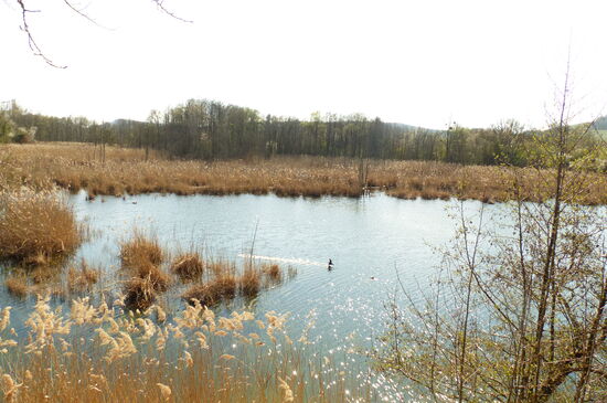 Blick vom Observierungsturm auf einen der zahlreichen Seen im NSG Haff Reiméch an der Mosel in der Nähe des Ortes Remerschen