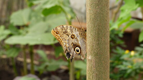 Der Päiperleksgaart in Grevenmacher bietet Gelegenheit, exotische Schmetterlinge und Vögel in Ruhe zu beobachten.