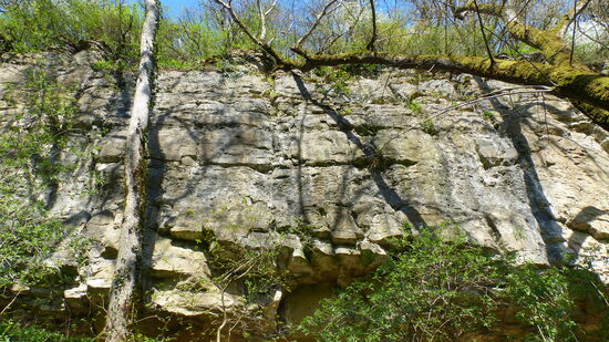 Muschelkalk-Felswand "Manternacherfëls" oberhalb der Syr