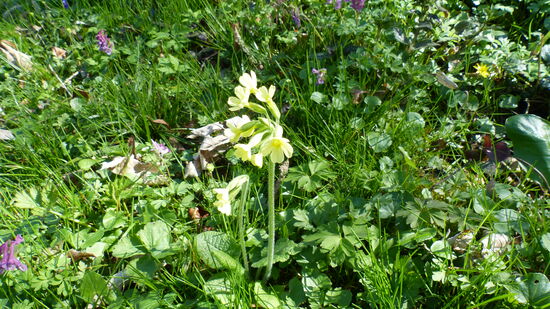 Wald-Schlüsselblume