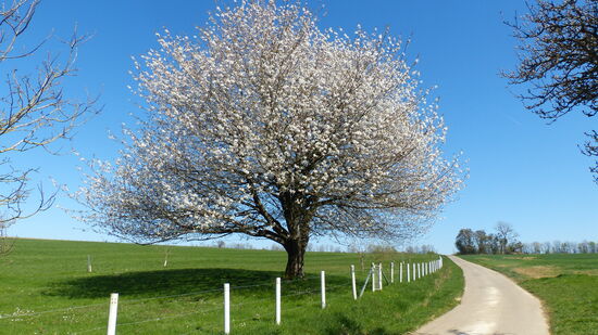 Blühender Apfelbaum auf der Höhe bei Trierweiler