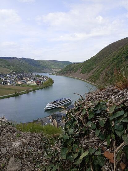 Unterhalb der Ruine der Burg Metternich gibt es einen Landungssteg für Ausflugsschiffe. Größere Flusskreuzfahrtschiffe mit über 100 Passagieren fahren allerdings vorbei.