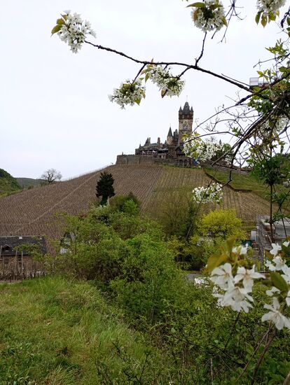 Vom Tummelchen aus hat der Besucher nach der Renaturierung wieder einen freien Blick auf die Reichsburg.