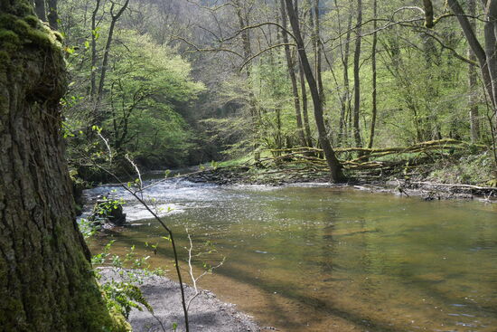 Im Unterlauf ist der Elz-Bach recht breit und mündet bei Moselkern, dem Ausgangspunkt unserer Wanderung, in die Mosel.