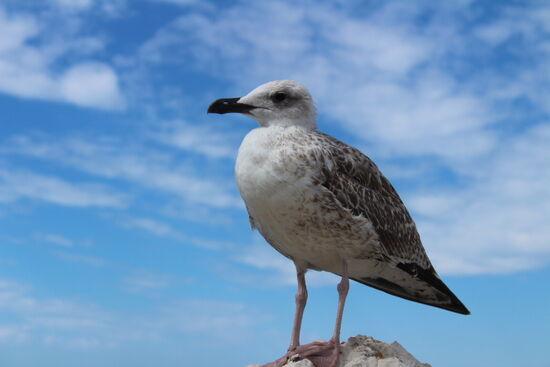 Möwe in Piran