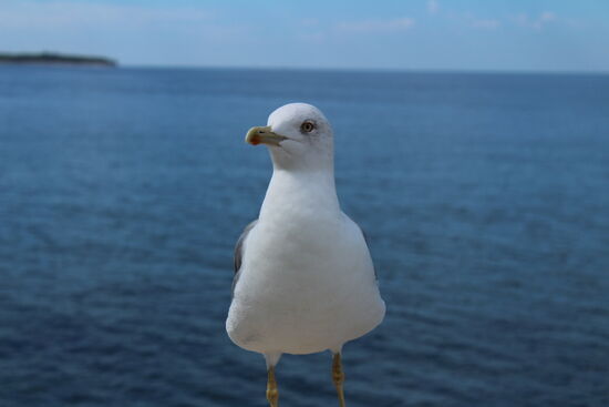 Noch eine Möwe in Piran