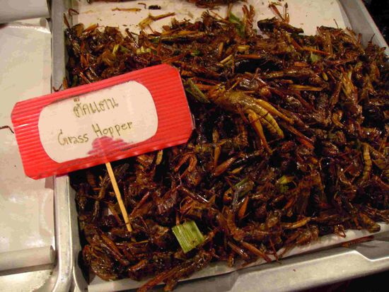 ...um nochmal saemtlichen Klischees gerecht zu werden: Ja, die essen schon manchmal komisches Zeug diese Thais...