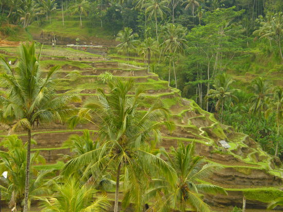 Blick auf die Reisterrassen