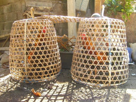 Haehnchen, die auf ihren Kampf warten...