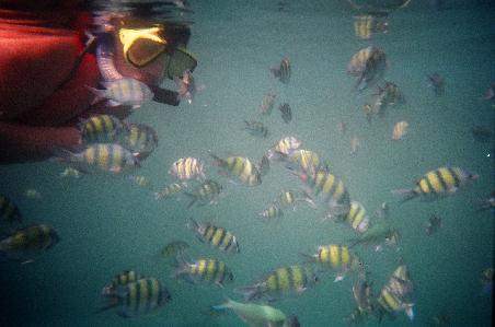 Moni füttert Fische