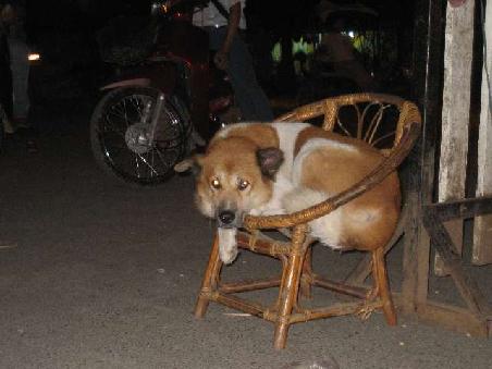 Laotischer Hund. Same Same as the people here. Just chillin main!