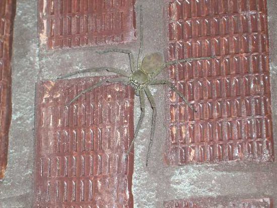 in unserem Bungalow in Krabi
speziell fuer den Ludwig
