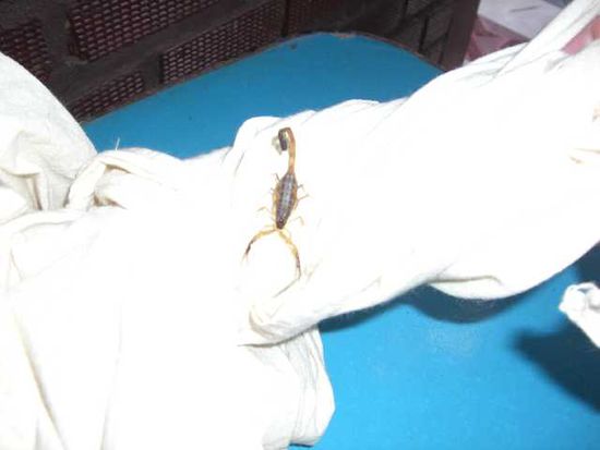 Tja der war auch in unserm Bungalow
Im Schlafsack vom Felder