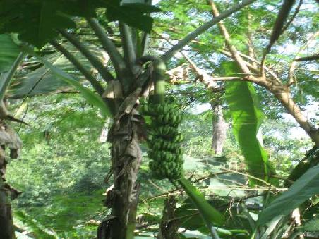 BANANAS