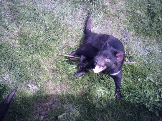 der Tasmanische Teufel