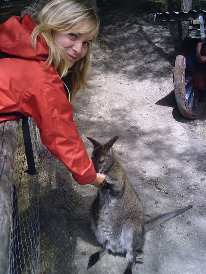 Nein, das sind keine Kanguroos sondern kleine viel suessere Wallabys!!