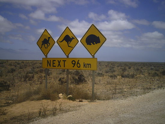 Achtung Kamele, Kängurus und Wombats!!