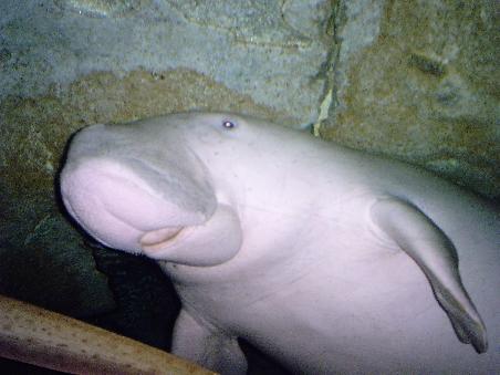 ... im Aquarium von Singapur...